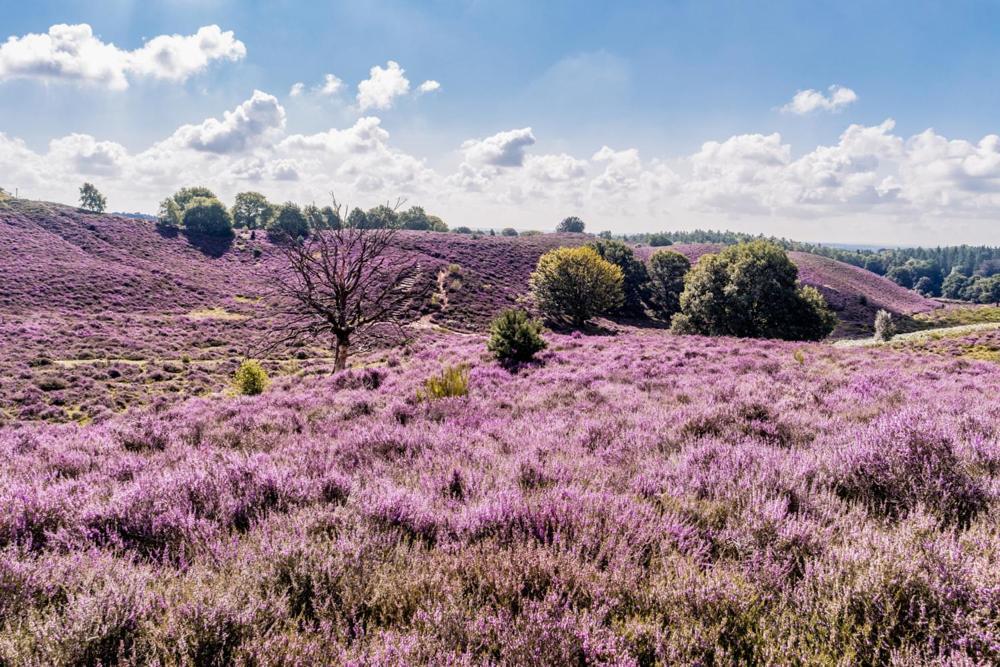 Готель Sfeervolle Chalet Op De Veluwe In Гундерло Екстер'єр фото