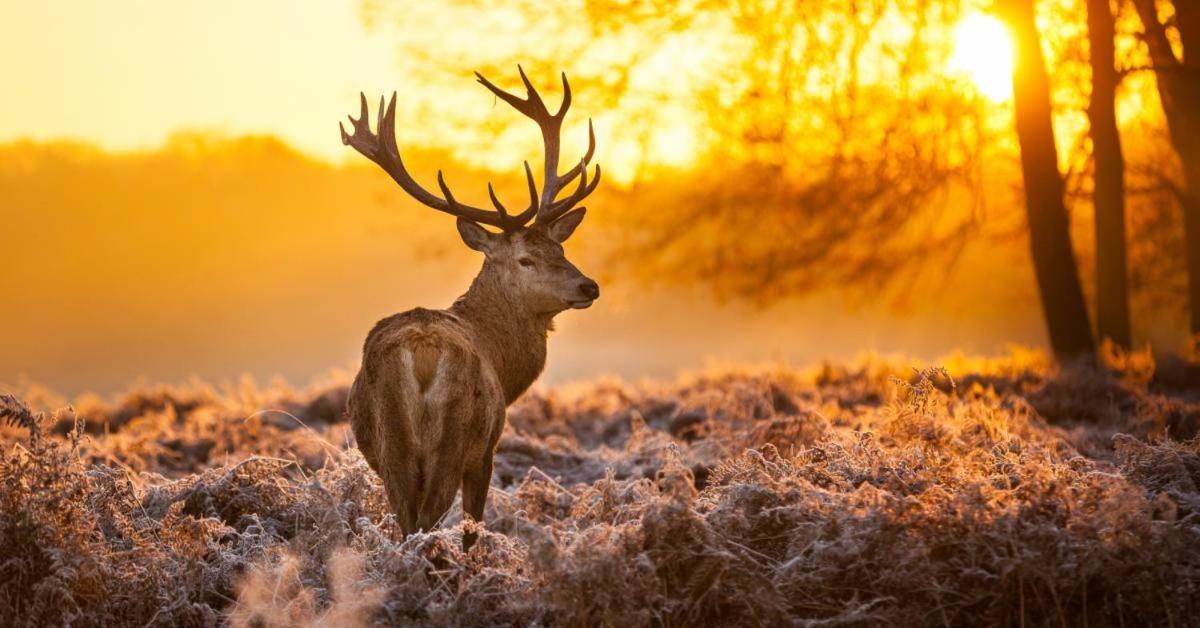 Готель Sfeervolle Chalet Op De Veluwe In Гундерло Екстер'єр фото